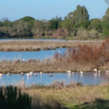 Flamingos in the National Park Doñana seen from the hike Sendero Charco de la Boca